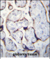 LETM2 Antibody (N-term)
